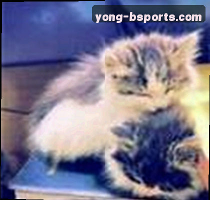 王磊